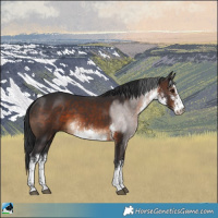 Horse Color:White Spotted Brown 