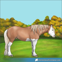 Horse Color:Gold Champagne Splash