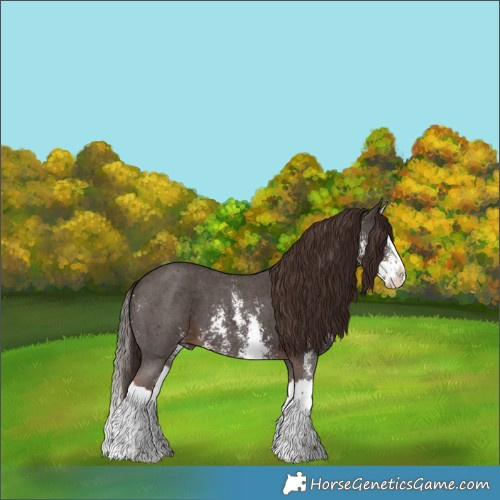 Horse Color:Liver Chestnut Sabino Splash 