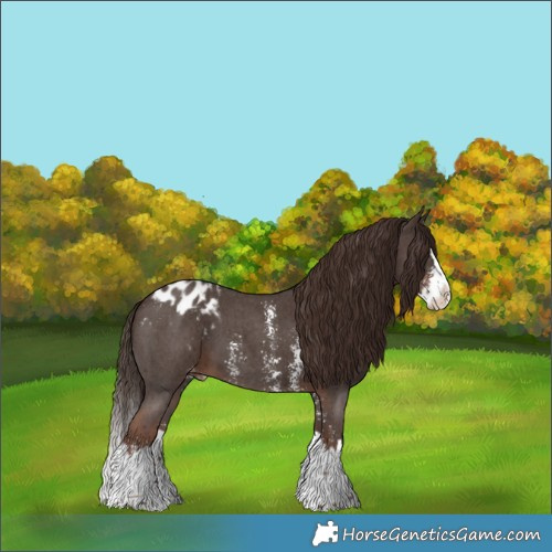 Horse Color:Liver Chestnut Sabino Splash Blanket 