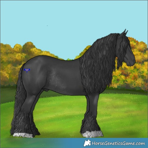 Horse Color:Black Rabicano 