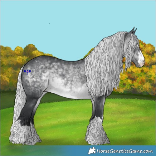 Horse Color:Silver Brown Chinchilla Appaloosa 
