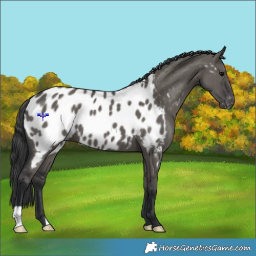 Horse Color:Grullo Appaloosa 