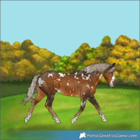 Horse Color:White Spotted Chocolate Palomino 
