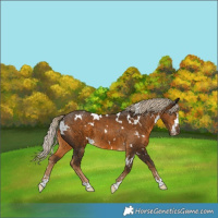 Horse Color:White Spotted Chocolate Palomino 