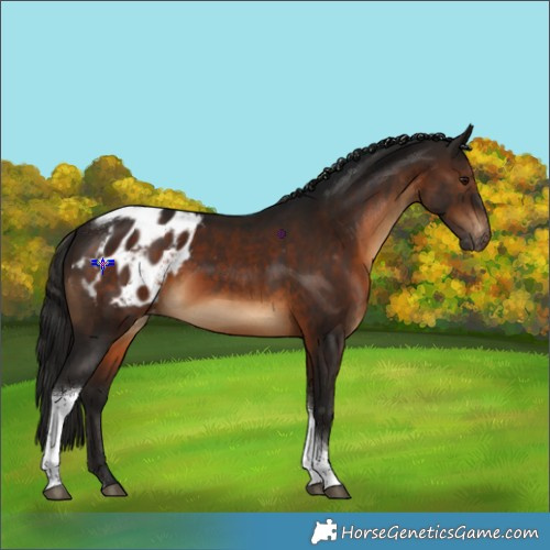 Horse Color:Gray White Spotted Bay Tobiano Appaloosa 
