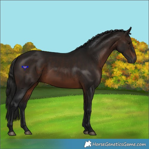 Horse Color:Gray White Spotted Bay 