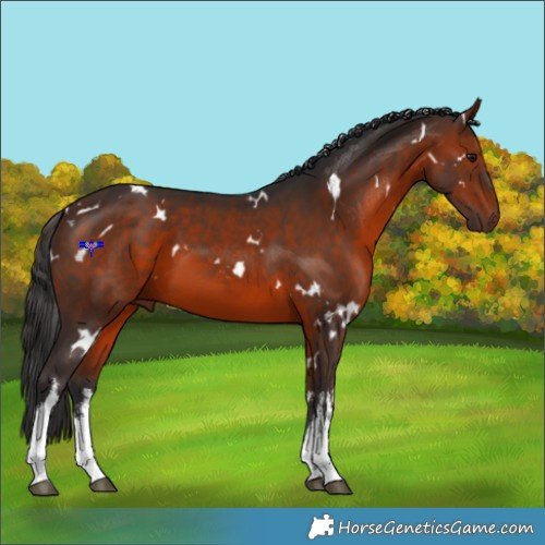 Horse Color:White Spotted Brown 