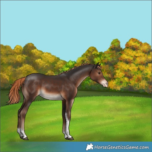 Horse Color:Unknown 