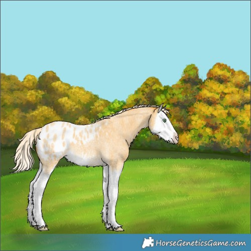 Horse Color:Unknown 