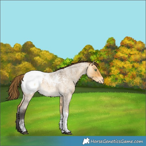 Horse Color:Unknown 