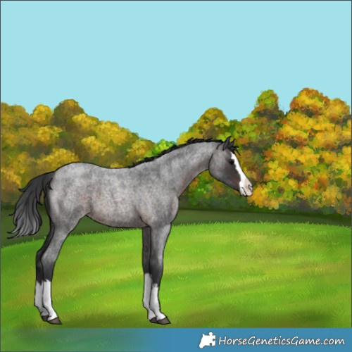 Horse Color:Unknown 