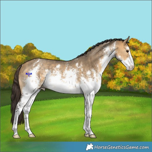 Horse Color:White Spotted Buckskin Dun Sabino Rabicano 