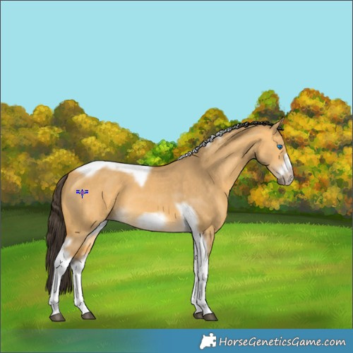 Horse Color:Buckskin Dun Tobiano Frame 