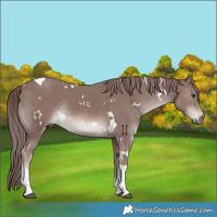 Horse Color:Platinum White Spotted Chestnut Tobiano Rabicano 