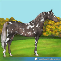 Horse Color:Platinum White Spotted Liver Chestnut 