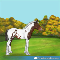Horse Color:Liver Chestnut Tobiano Near Leopard