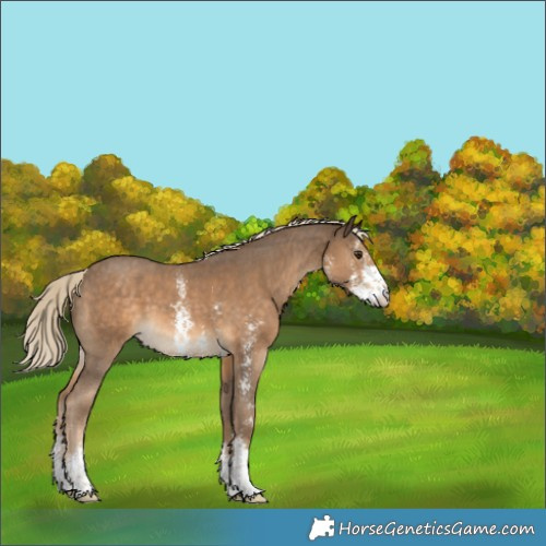 Horse Color:Chocolate Palomino Sabino 