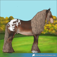 Horse Color:Liver Chestnut Appaloosa 