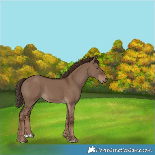 Horse Color:Liver Red Dun 