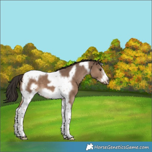Horse Color:Liver Red Dun Tobiano Frame 