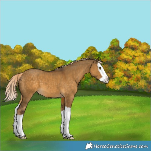 Horse Color:Chocolate Palomino Dun Splash 