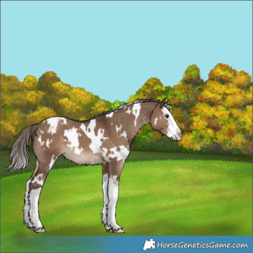 Horse Color:White Spotted Liver Red Dun Splash Appaloosa 