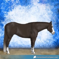 Horse Color:Liver Chestnut  and Liver Chestnut Splash 