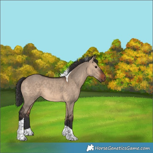 Horse Color:Brown Dun Tobiano 