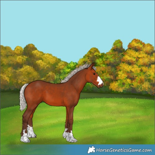 Horse Color:Silver Bay 