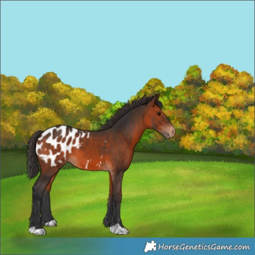 Horse Color:Brown Appaloosa 