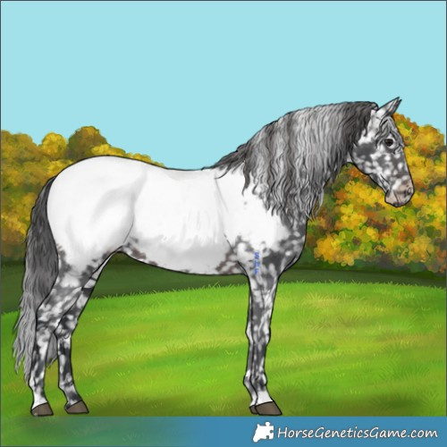 Horse Color:Brown Appaloosa 