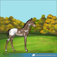 Horse Color:White Spotted Liver Red Dun Snowcap Brindle 