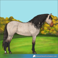 Horse Color:Bay Roan Dun