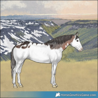 Horse Color:Brown Splash Appaloosa 