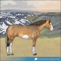 Horse Color:Buckskin Splash Frame Varnish 