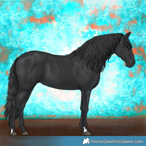 Horse Color:Black 