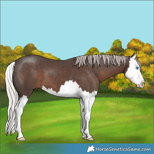 Horse Color:Silver Black Splash 