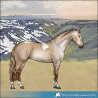 Horse Color:Gray Red Dun Tobiano 
