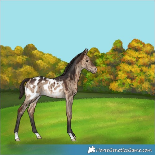 Horse Color:Bay Dun Appaloosa Brindle 