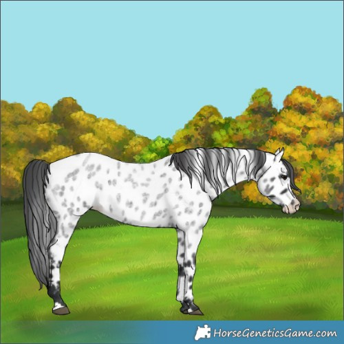 Horse Color:Blue Roan Appaloosa 