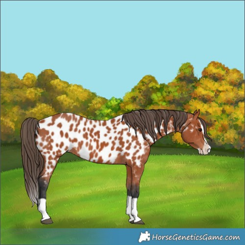Horse Color:Bay Splash Appaloosa 