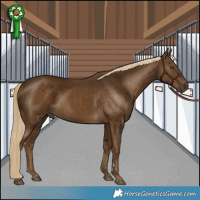 Horse Color:Chocolate Palomino 