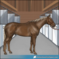 Horse Color:Chocolate Palomino 