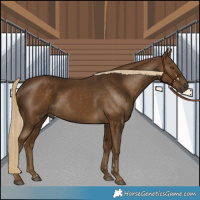 Horse Color:Chocolate Palomino 
