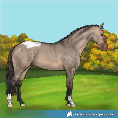 Horse Color:Brown Dun Appaloosa Brindle 