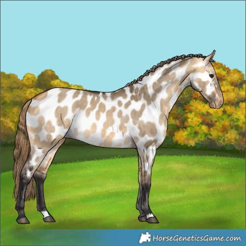 Horse Color:Buckskin Dun Appaloosa Brindle