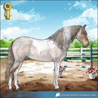 Horse Color:Liver Red Dun Roan Tobiano