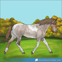 Horse Color:Liver Red Dun Roan Tobiano 