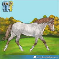 Horse Color:Liver Red Dun Roan 